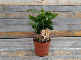Kavino drvo - Coffea arabica