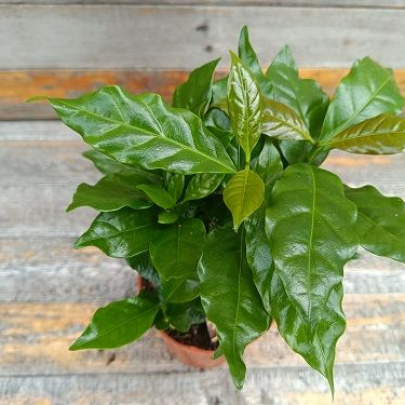 Kavino drvo - Coffea arabica