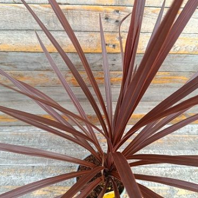 Cabbage Palm - Cordyline australis red star
