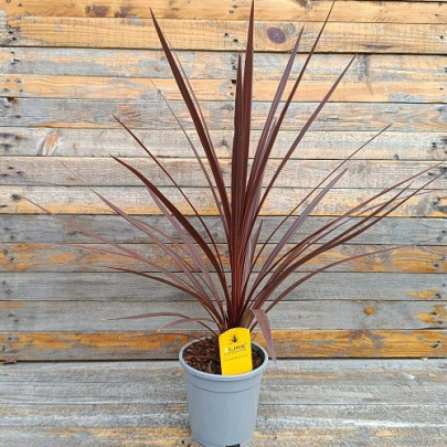 Cabbage Palm - Cordyline australis red star