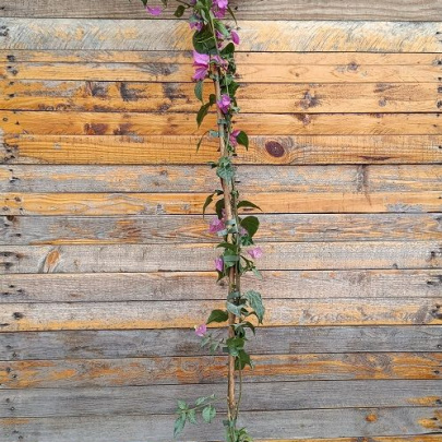 Paperflower - Bouganvillea glabra