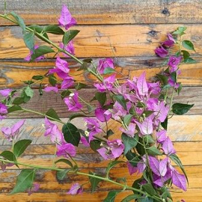 Paperflower - Bouganvillea glabra
