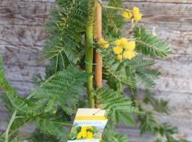 Mimoza zimzelena - Acacia armata