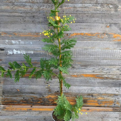 Mimoza zimzelena - Acacia armata