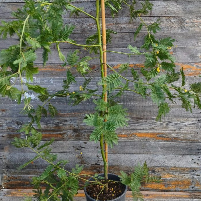 Mimoza zimzelena - Acacia armata