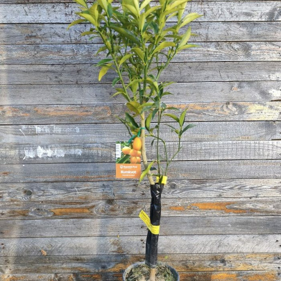 Sadnica kumkvata - Fortunella margarita