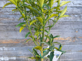 Sadnica kumkvata - Fortunella margarita