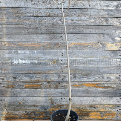 Indijanska banana - Asimina triloba 