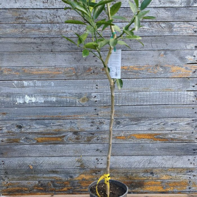 Lime - Citrus aurantiifolia