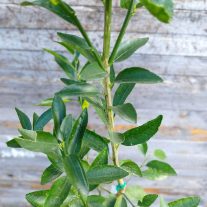 Lime - Citrus aurantiifolia