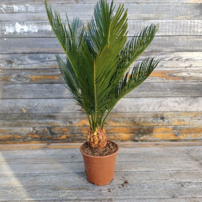 Sago palm - Cycas revoluta