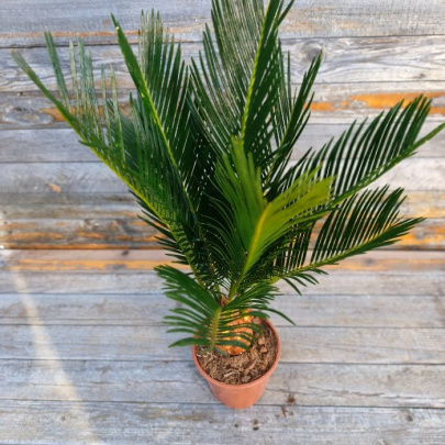 Sago palm - Cycas revoluta
