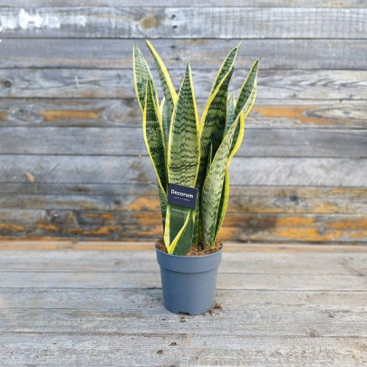 Svekrvin jezik - Sanseveria trifasciata