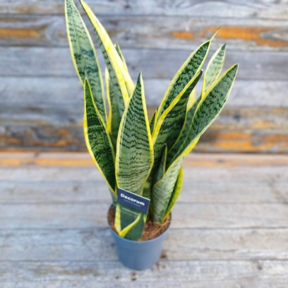 Svekrvin jezik - Sanseveria trifasciata