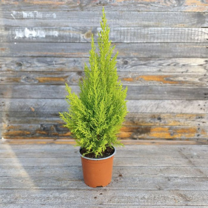 Zlatni čempres - Cupressus macrocarpa Wilma