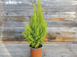 Zlatni čempres - Cupressus macrocarpa Wilma