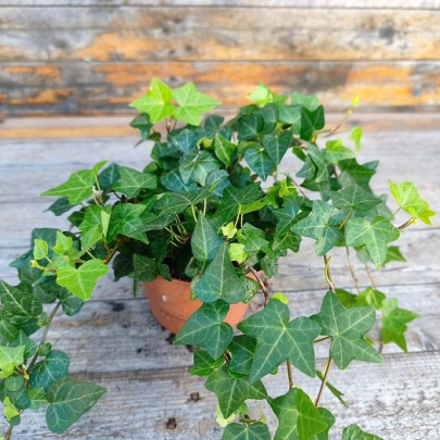 Bršljan - Hedera Helix