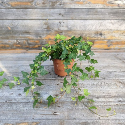 Bršljan - Hedera Helix