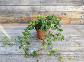 Bršljan - Hedera Helix