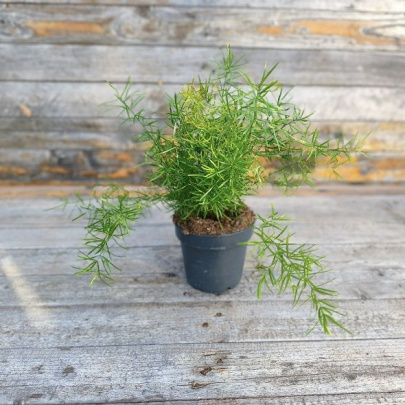 Ukrasna šparoga - Asparagus densiflorus