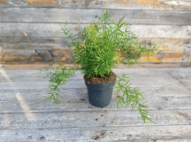 Ukrasna šparoga - Asparagus densiflorus