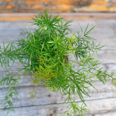 Ukrasna šparoga - Asparagus densiflorus