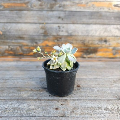 Wax Agave - Echeveria