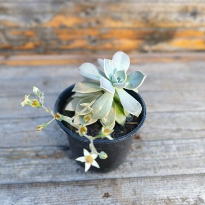 Wax Agave - Echeveria