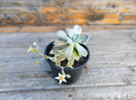 Eševerija - Echeveria