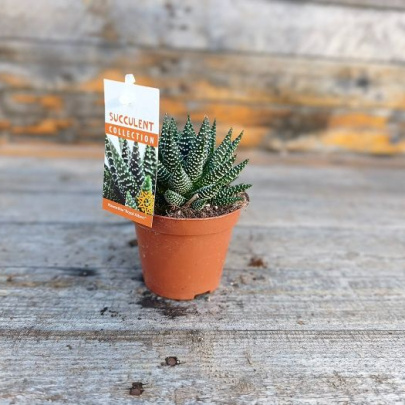 Havortija - Hawortia fasciata