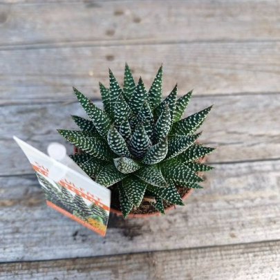 Havortija - Hawortia fasciata