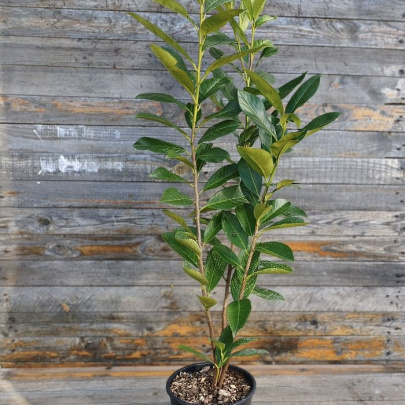 Cherry laurel - Prunus laurocerasus