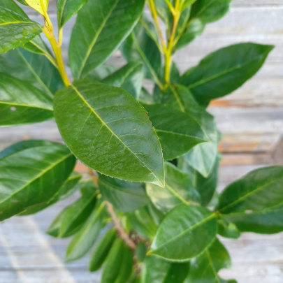 Cherry laurel - Prunus laurocerasus