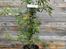 Banksova ruža veća - Rosa banksiae Lutea