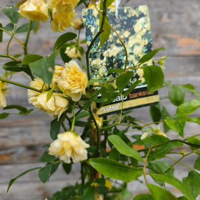 Banksova ruža veća - Rosa banksiae Lutea