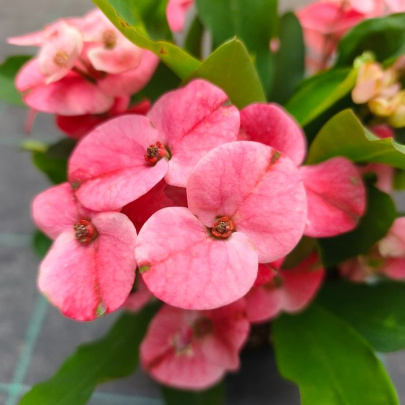 Kristov trn - Euphorbia milli