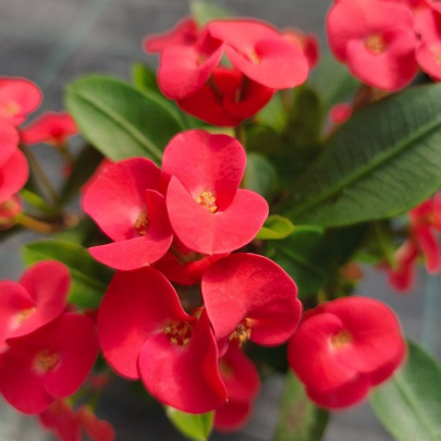 Kristov trn - Euphorbia milli