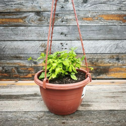 Jiaogulan - Gynostemma pentaphyllum