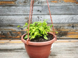 Jiaogulan - Gynostemma pentaphyllum