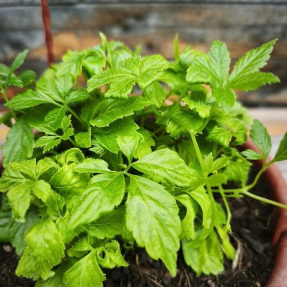 Jiaogulan - Gynostemma pentaphyllum