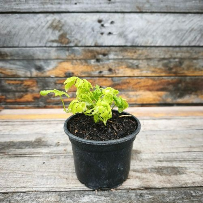 Jiaogulan - Gynostemma pentaphyllum