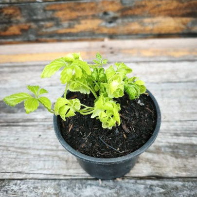 Jiaogulan - Gynostemma pentaphyllum