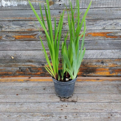 Perunika - Iris germanica