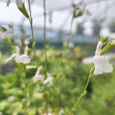 Grmolika kadulja - Salvia greggii