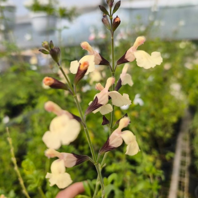 Grmolika kadulja - Salvia greggii