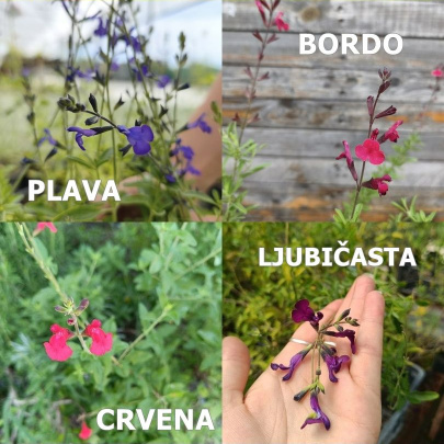 Grmolika kadulja - Salvia greggii
