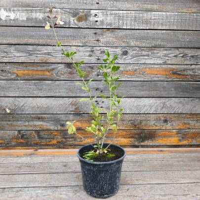 Grmolika kadulja - Salvia greggii
