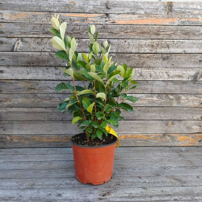 Feijoa - Feijoa sellowiana