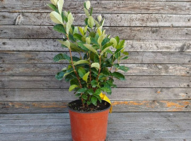 Feijoa - Feijoa sellowiana