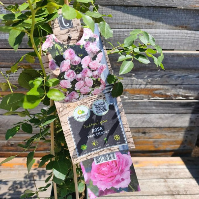 Ruža penjačica - Rosa climber